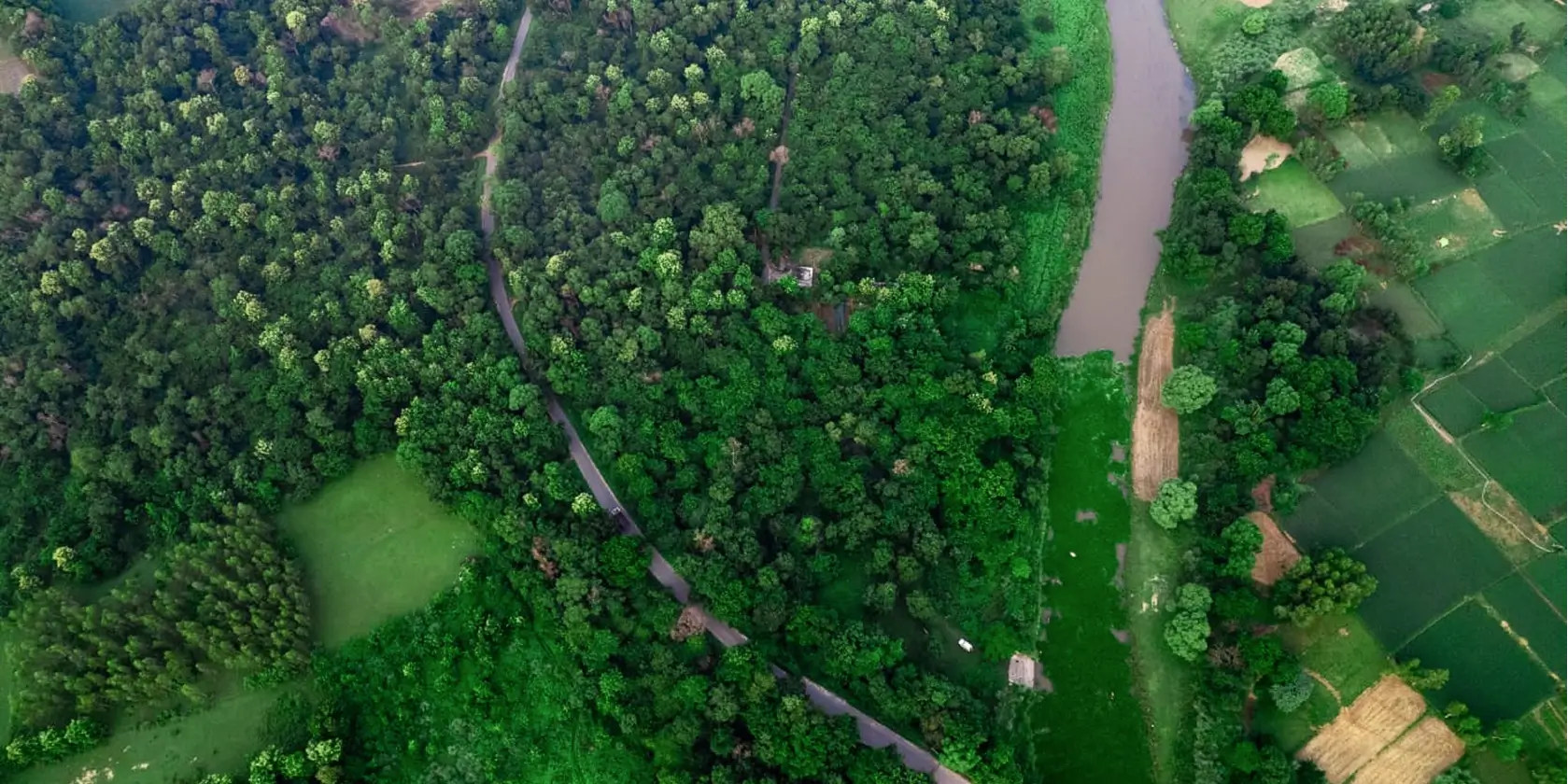 Afforestation in India
